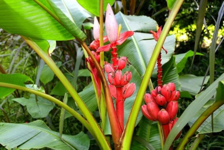 banane-rose-bienfaits