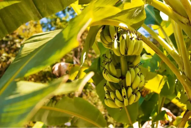 banane-et-calcul-renaux