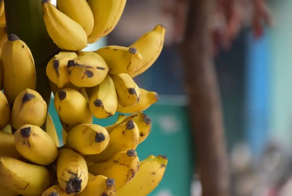 banane et maladie d'alzheimer